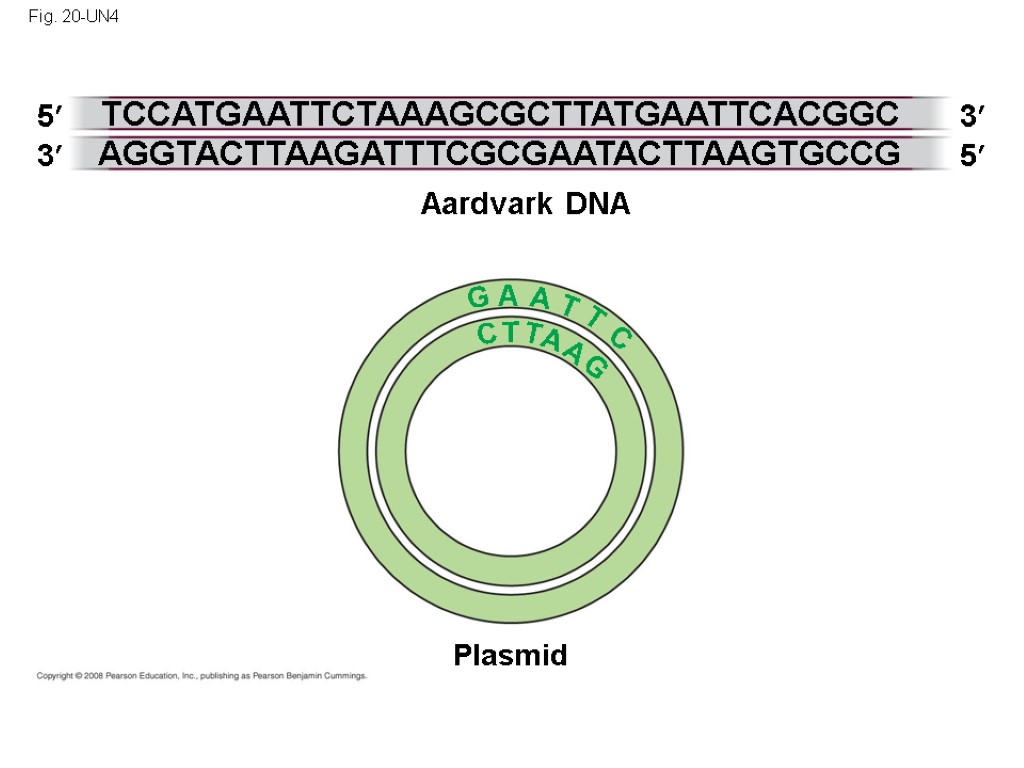 Fig. 20-UN4 G Aardvark DNA Plasmid 5 3 3 TCCATGAATTCTAAAGCGCTTATGAATTCACGGC 5 AGGTACTTAAGATTTCGCGAATACTTAAGTGCCG A C